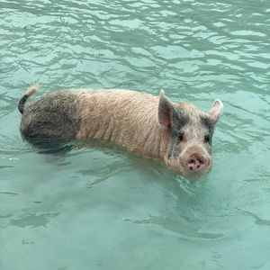 Meet your Posher, Malini